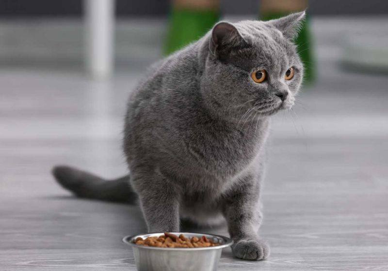 Refusing Food