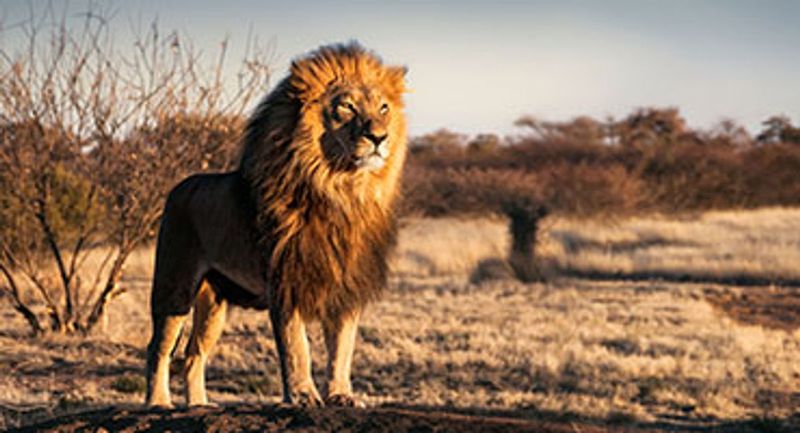 Regal Leadership