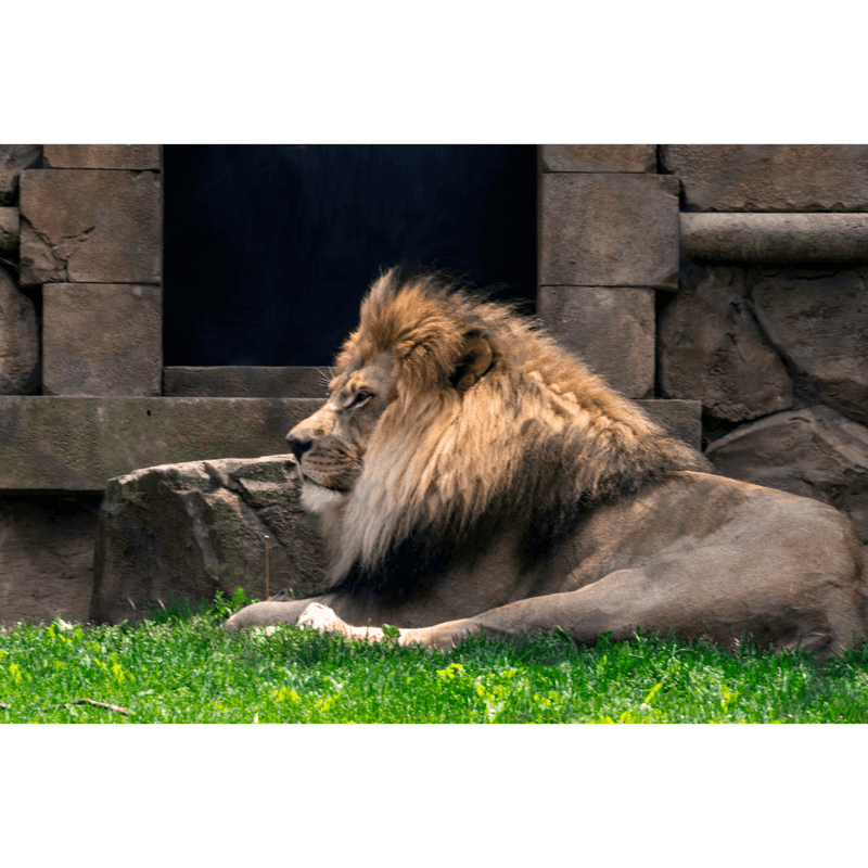 Regal Mane