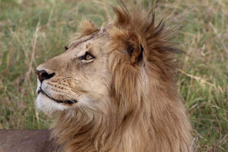 Regal Manes