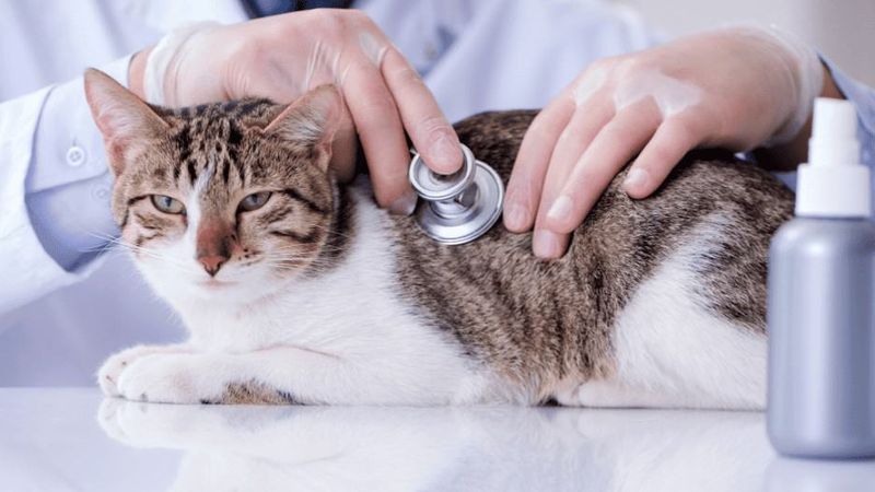 Regular Vet Check-Ups