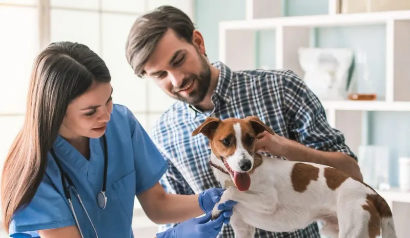 Regular Veterinary Check-ups