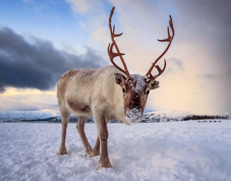 Reindeer's Superpower: Ultraviolet Vision