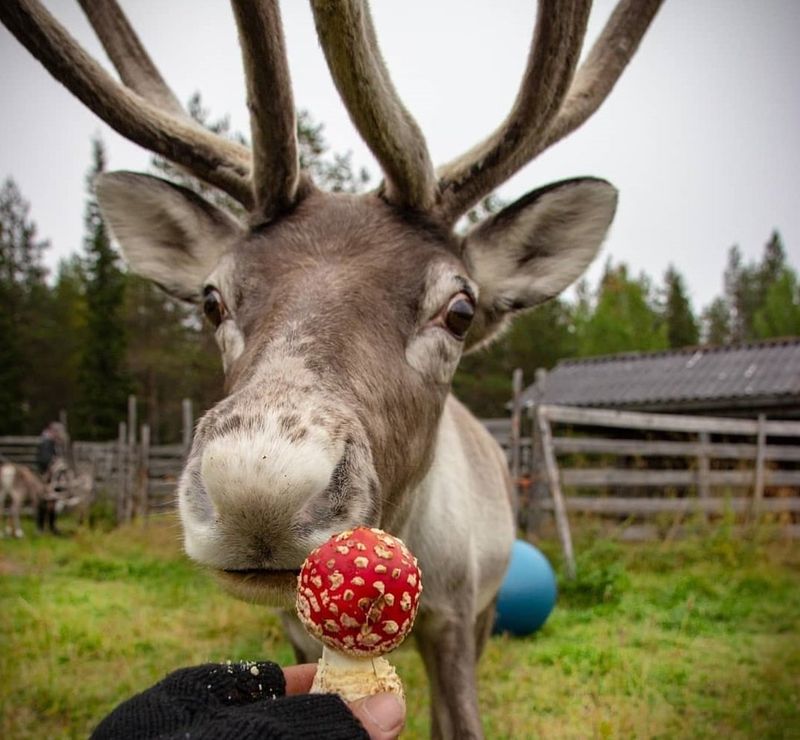Reindeer