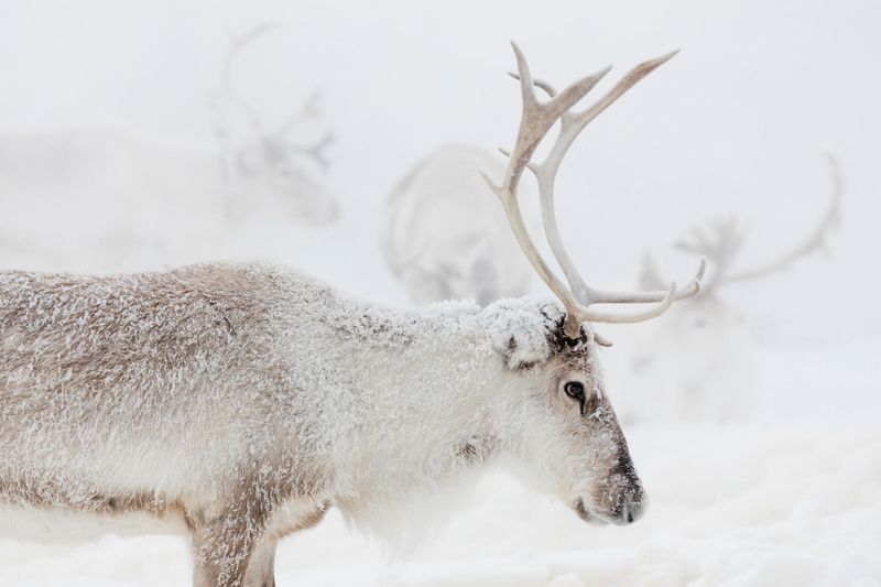 Reindeer Antlers: Nature's Crown