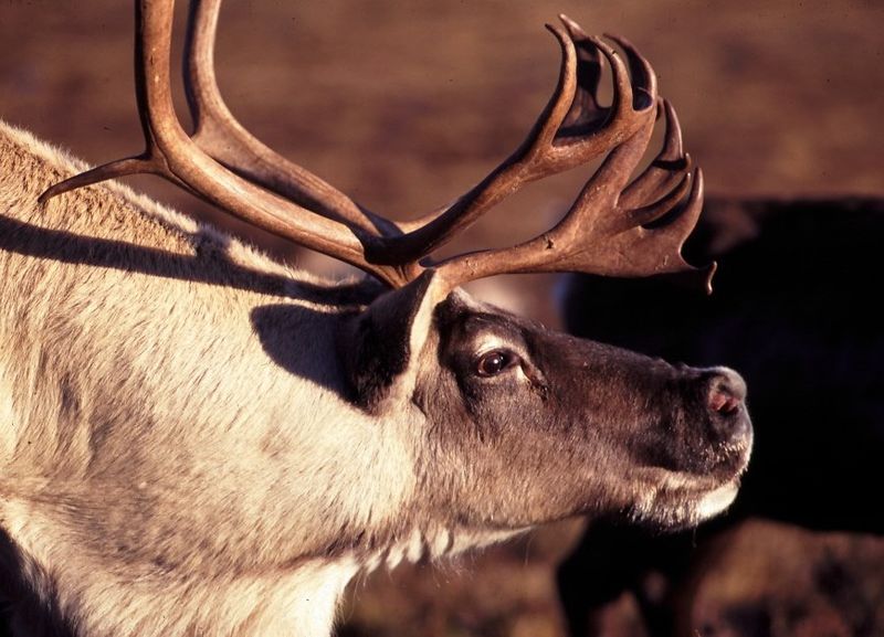 Reindeer Communication: The Click Sound