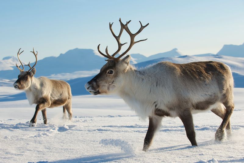 Reindeer Hooves: Winter's Secret Weapon