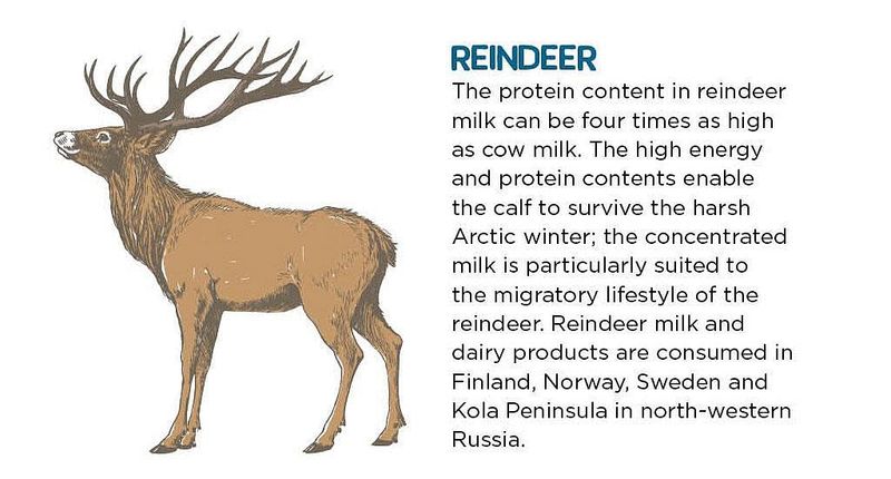 Reindeer Milk: A Nutrient-Rich Superfood