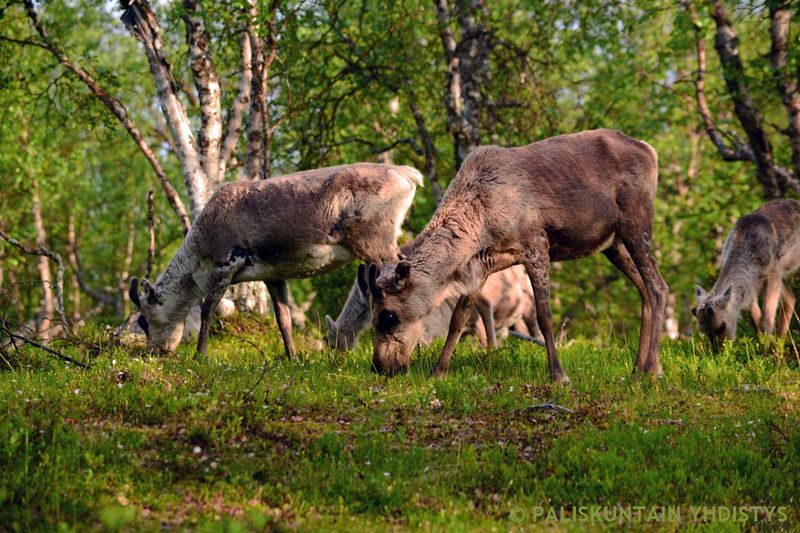 Reindeer: Not Just for Santa