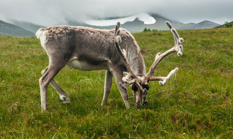 Reindeer