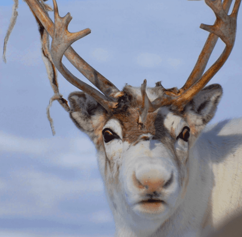 Reindeer's Incredible Sense of Smell