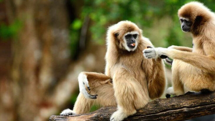 Relationship Red Flags: 19 Animals That Are Better Partners Than Your Ex