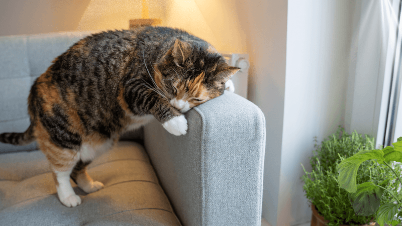 Relieving Itch or Irritation