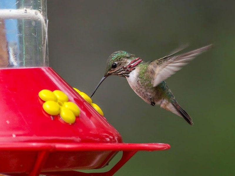 Relocate the Feeder