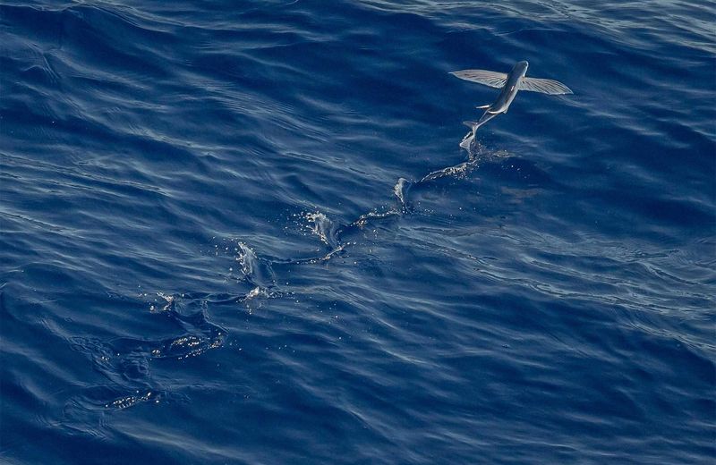 Remarkable Fins