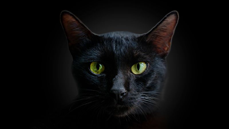 Remarkable Night Vision