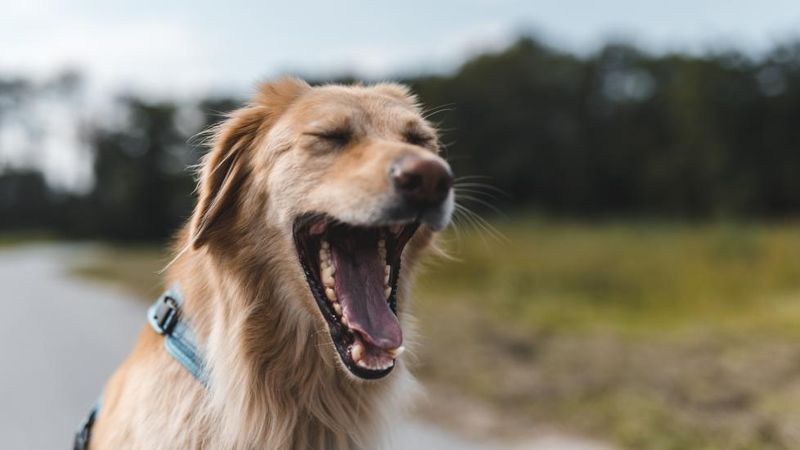 Repeated Yawning