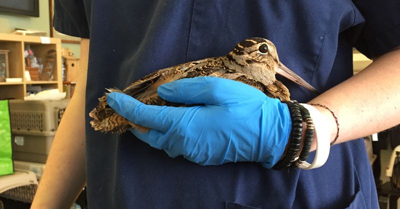 Report Injured Birds