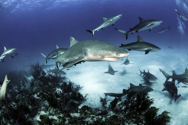 Reproduction and Lifespan