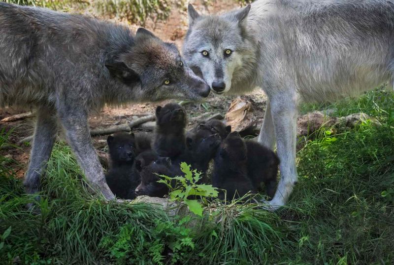 Reproductive Behavior