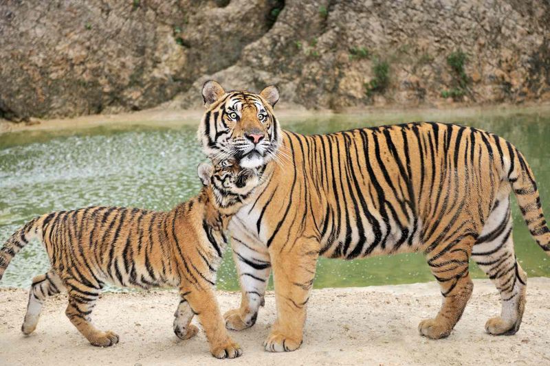 Reproductive Behavior