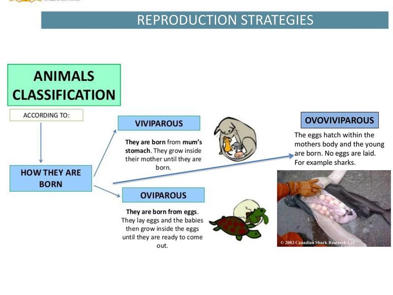 Reproductive Strategies