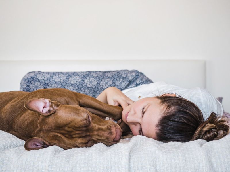 Rescue Dog