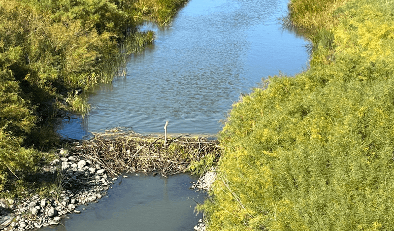 Resilient Beavers in North Dakota