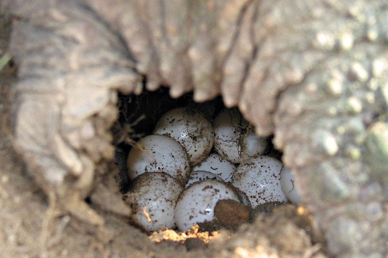 Resilient Reproduction