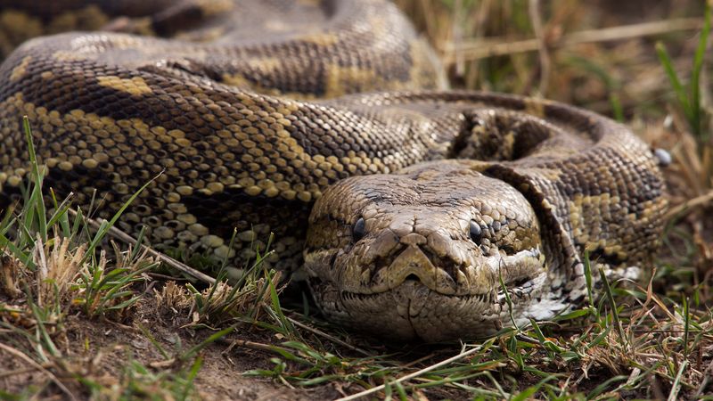 Resistance to Predators