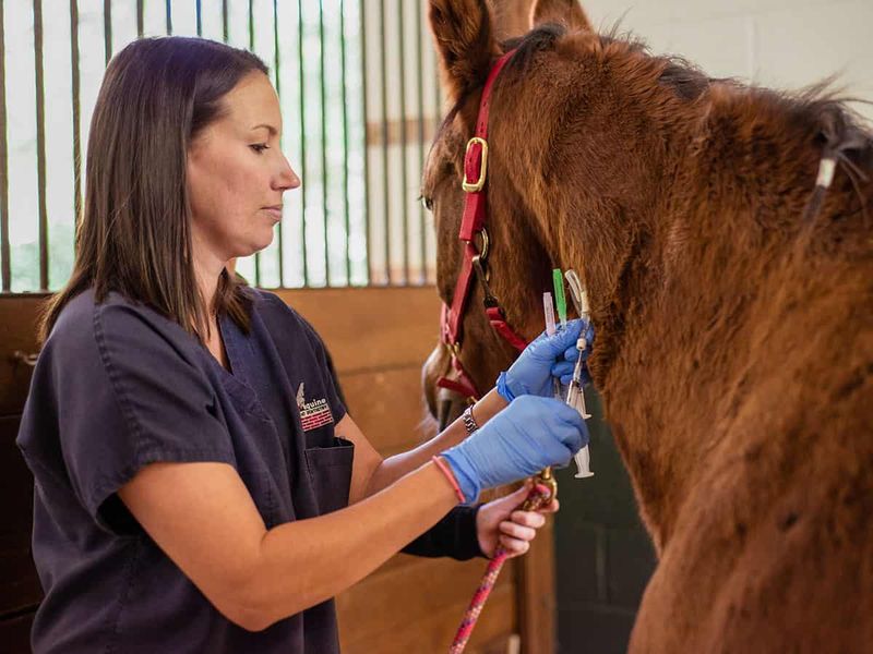 Response: Consult with a Veterinarian