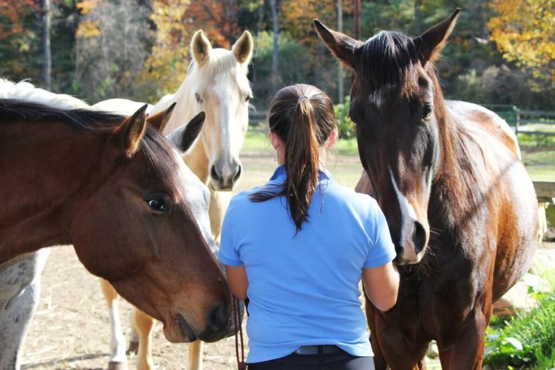 Response: Introduce Training and Socialization