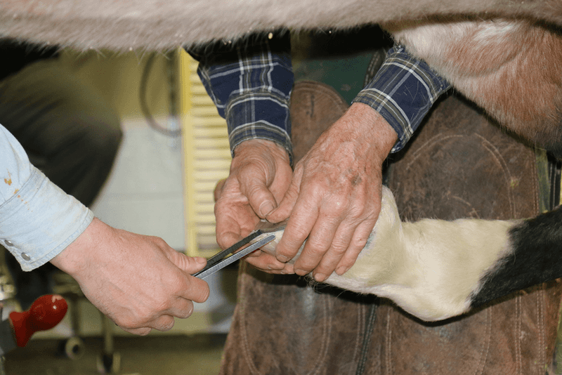 Response: Schedule a Farrier Visit