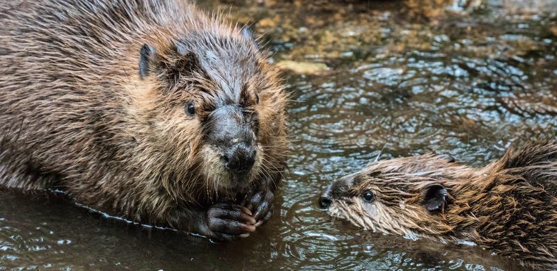 Return of Beavers