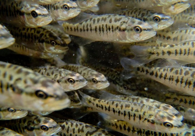 Return of the Guadalupe Bass
