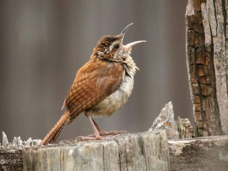 Revived Bird Activity