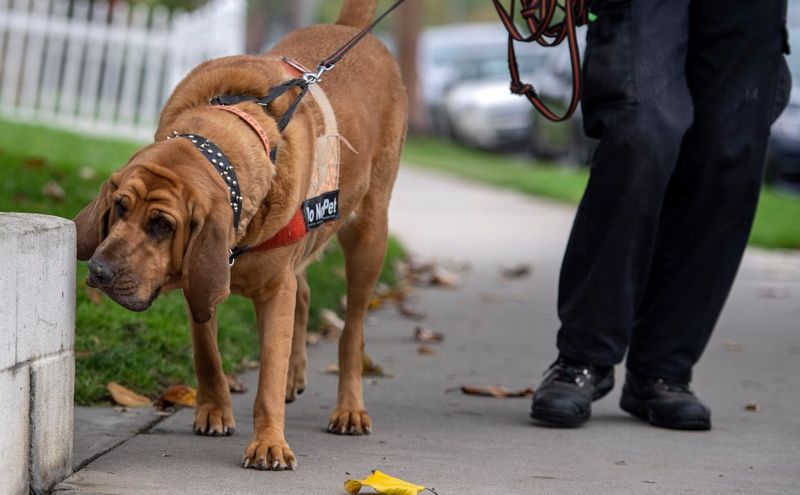 Rex the Detective Dog