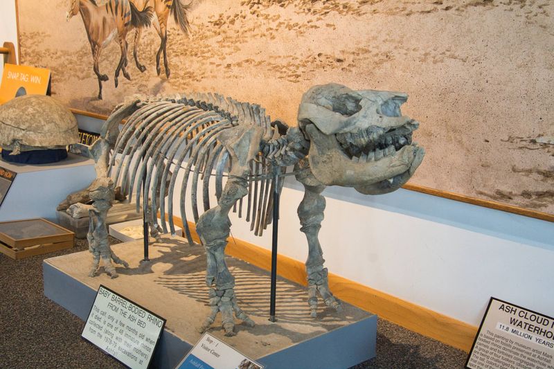 Rhino Fossil