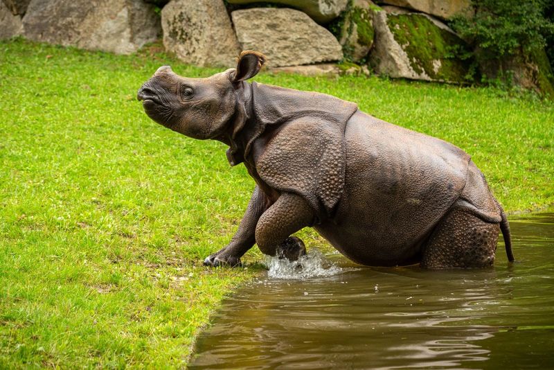 Rhinoceros