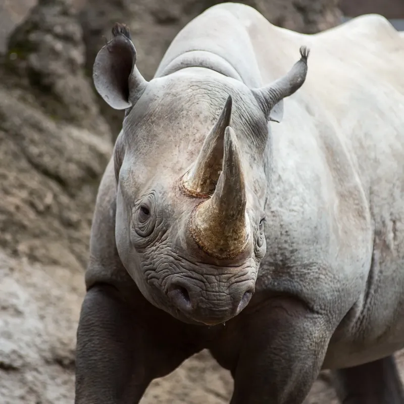 Rhinoceros