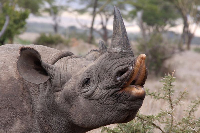Rhinoceros