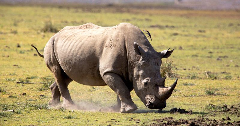 Rhinoceros