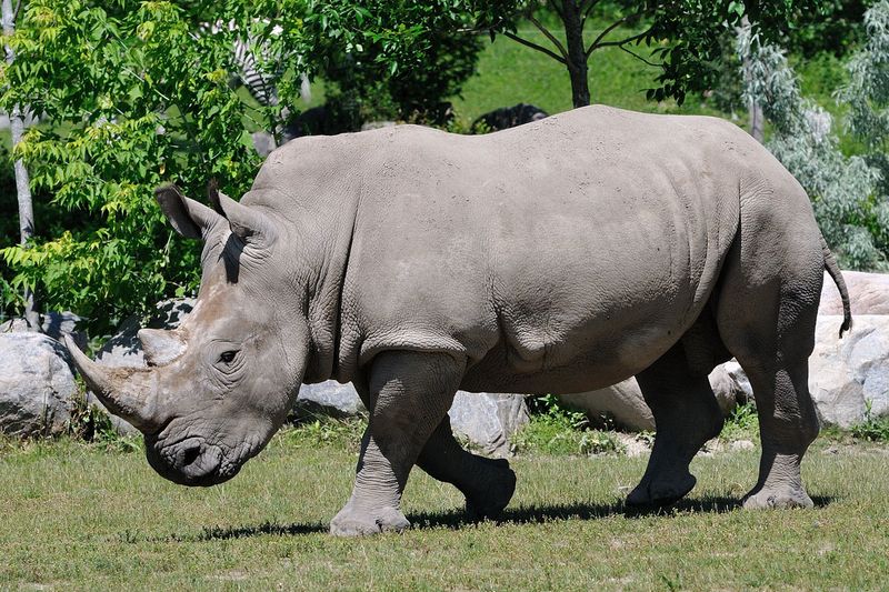 Rhinoceros