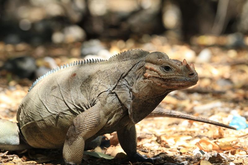 Rhinoceros Iguana