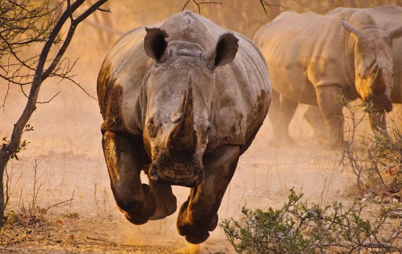 Rhinoceros