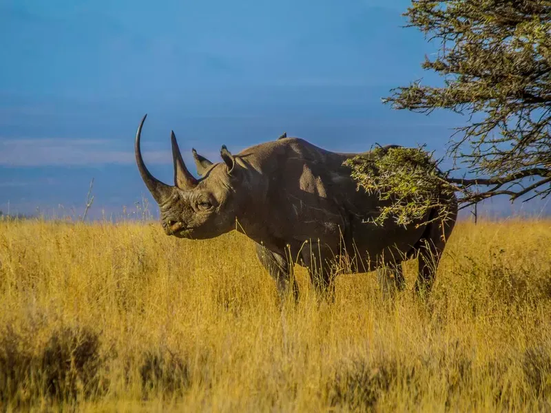 Rhinoceros