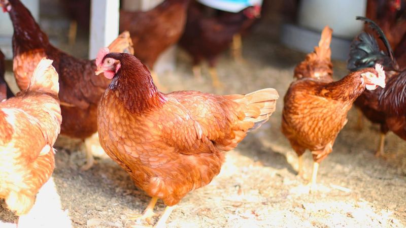 Rhode Island Red
