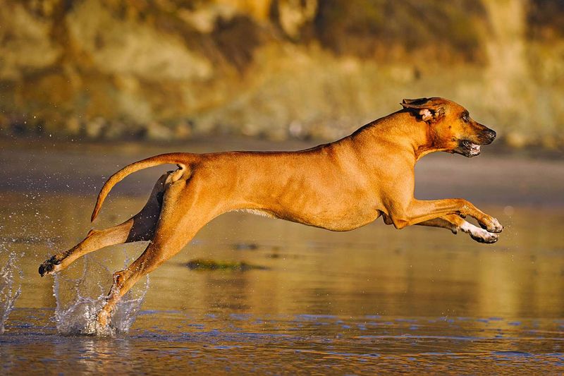 Rhodesian Ridgeback