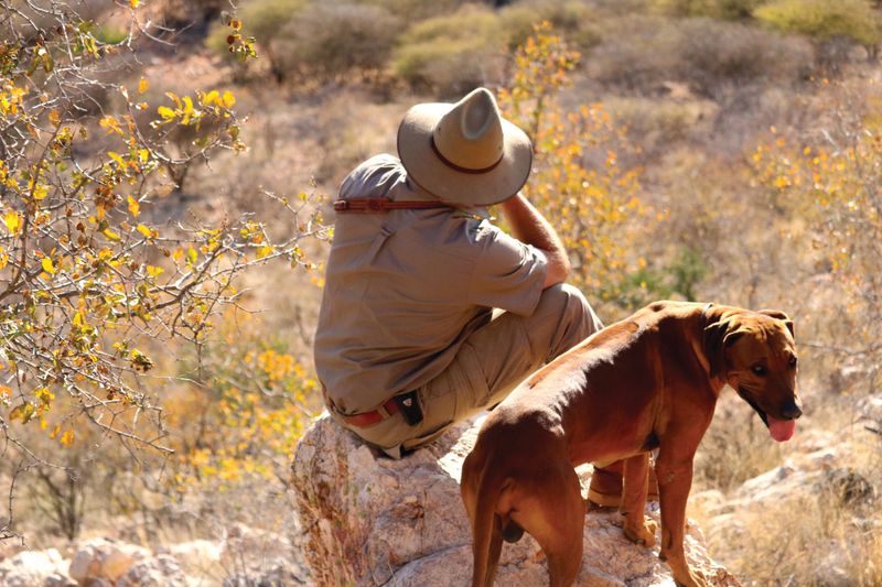 Rhodesian Ridgeback