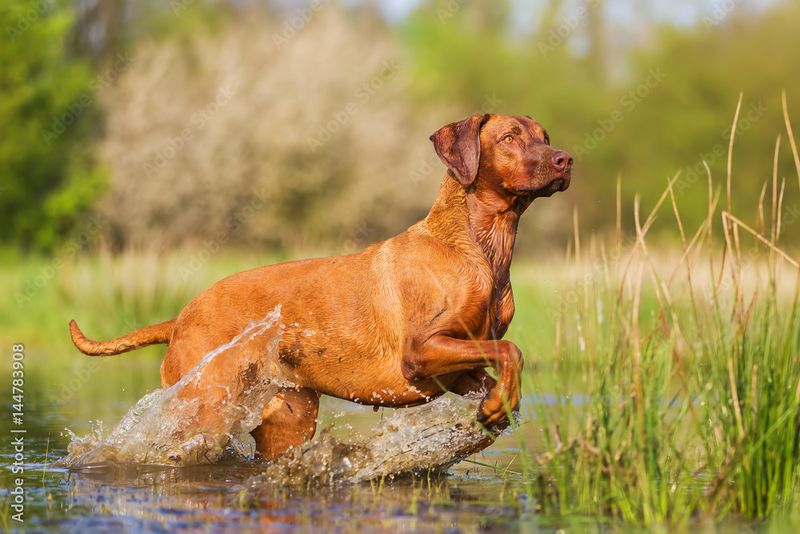 Rhodesian Ridgeback
